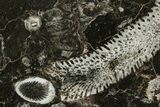 Polished Devonian Fossil Coral and Bryozoan Plate - Morocco #365118-1